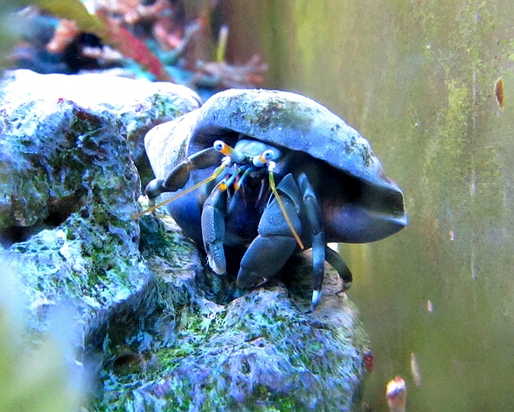 Einsiedlerkrebse Kleines Meerwasseraquarium