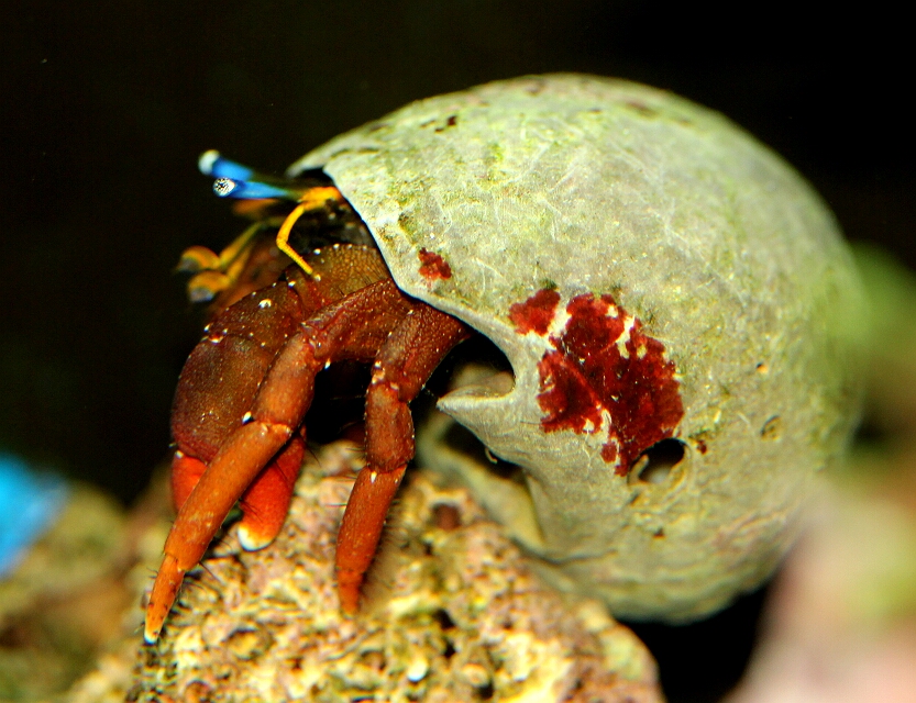 Einsiedlerkrebse Mein Meerwasseraquarium