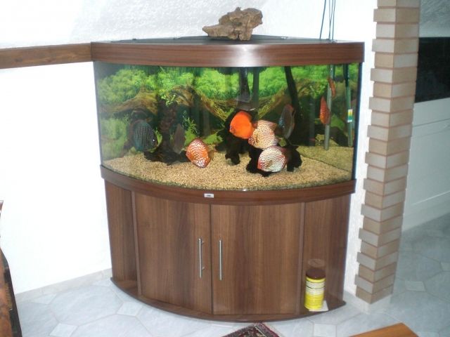 Juwel Aquarium Trigon 350 Eck Nuß Braun mit wertvollen