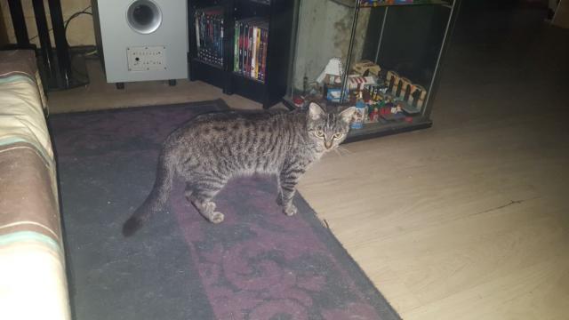 Katzen Kleinanzeigen Katzen Annoncen Katzen Inserate Katzen