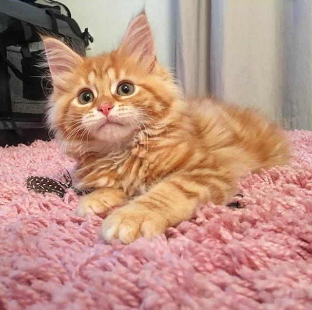 schöne Maine Coon Kätzchen mit Papieren