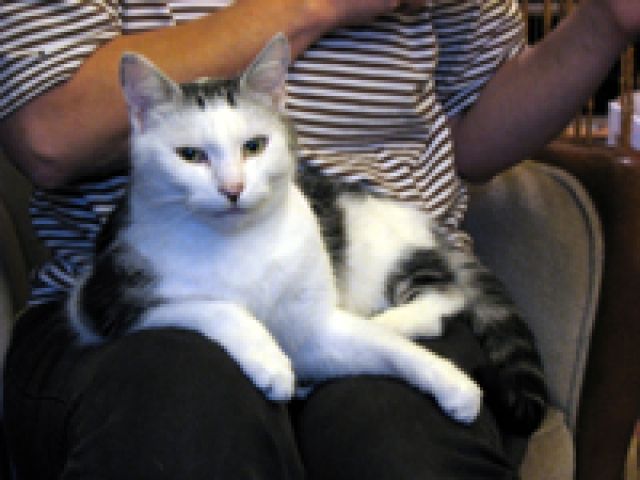 Notfälle 11 Katzen