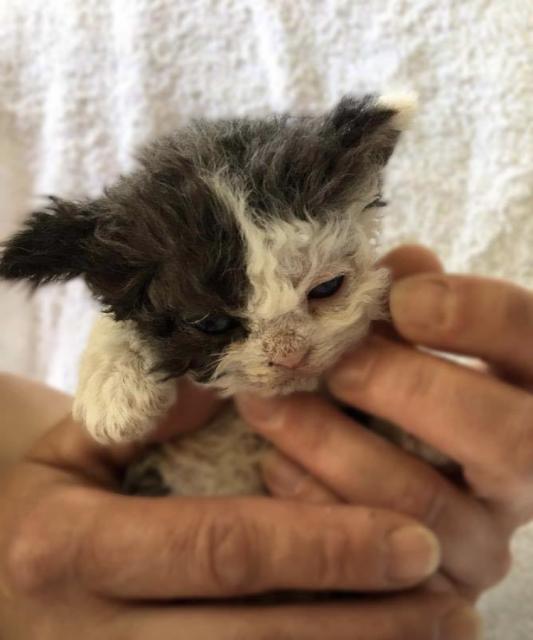 Selkirk Rex Kitten