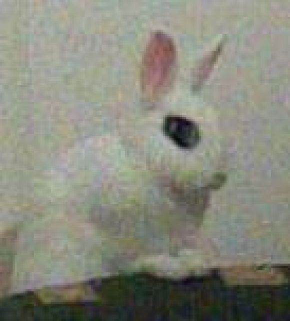 Hasen Kaninchen Kleinanzeigen Hasen Kaninchen Annoncen