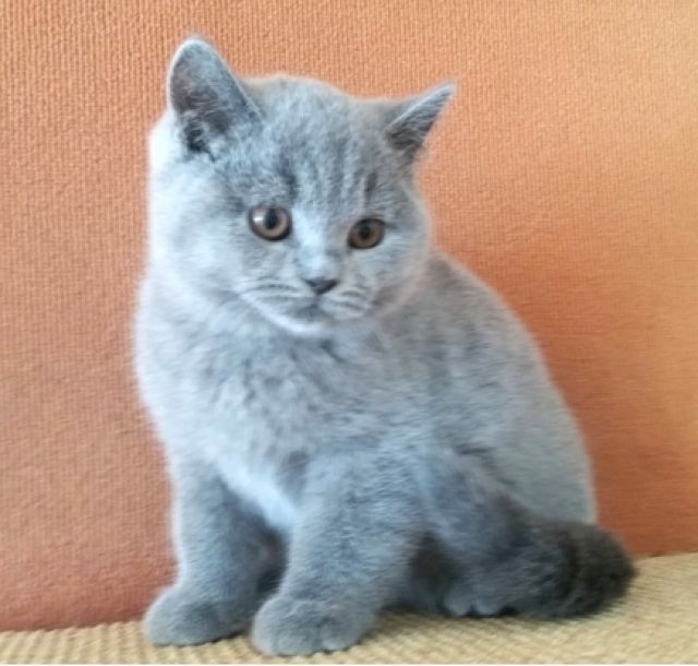 Kartäuserkatzen vom Immenthal