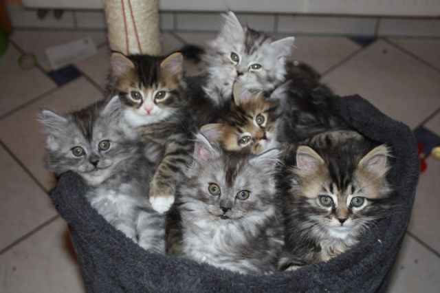 MaineCoonPerserMix Kitten