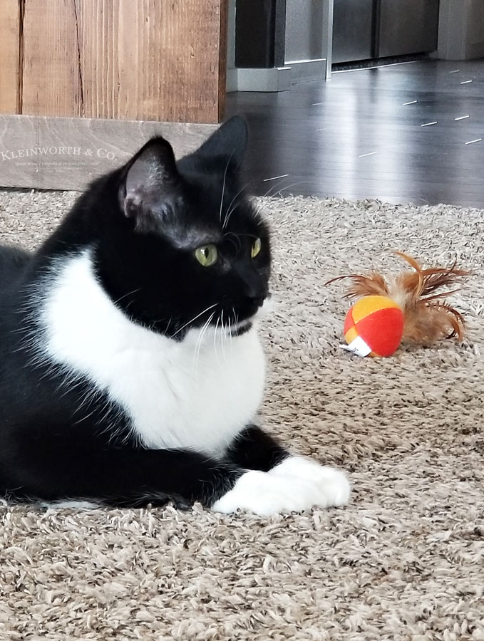 10 Day Detox for Cats Taste of the Frontier