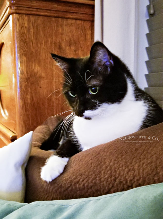 10 Day Detox for Cats Taste of the Frontier