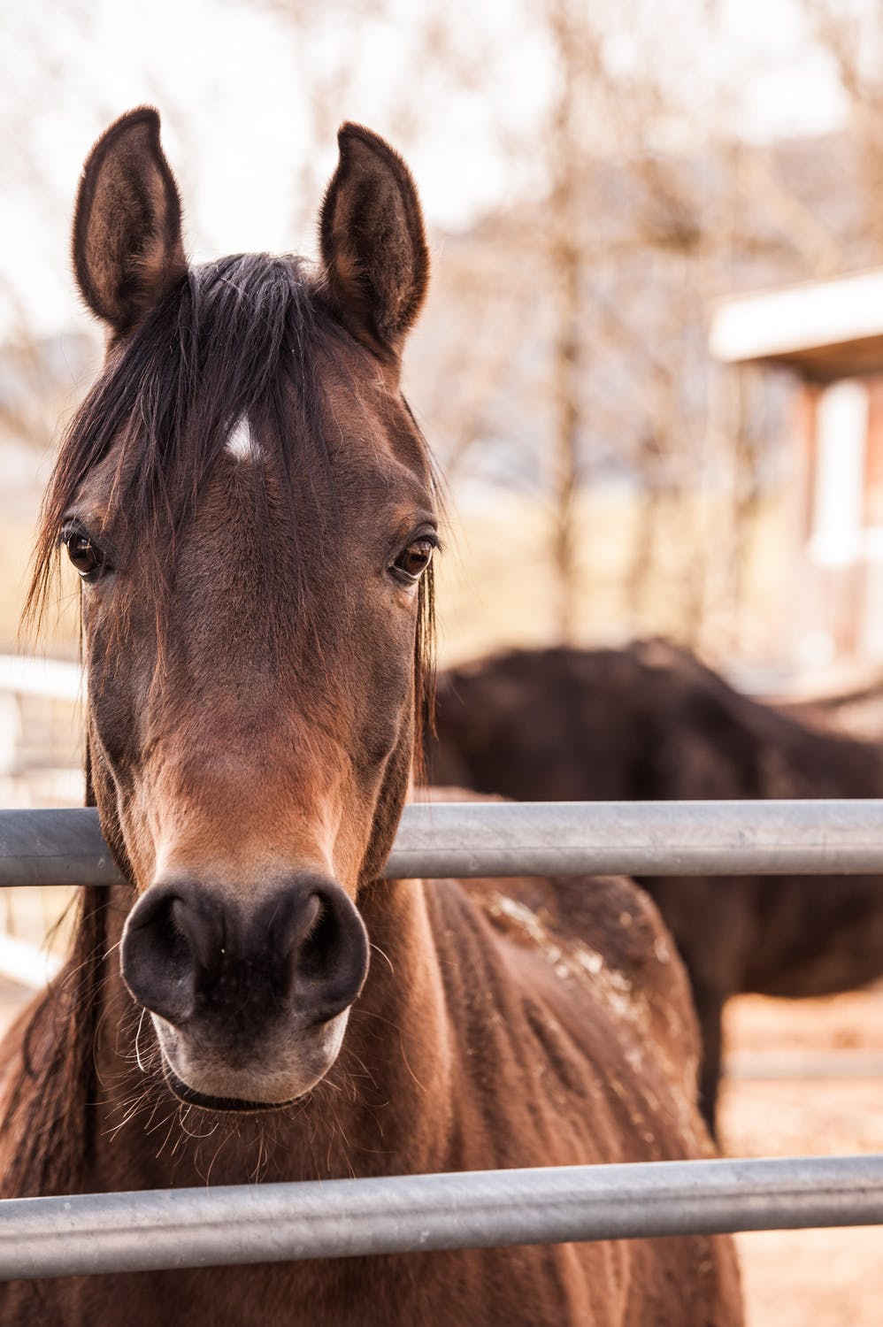 Take Better Care of Your Horses with the Best Hay Saver Take Better Care of Your Horses with the Best Hay Saver