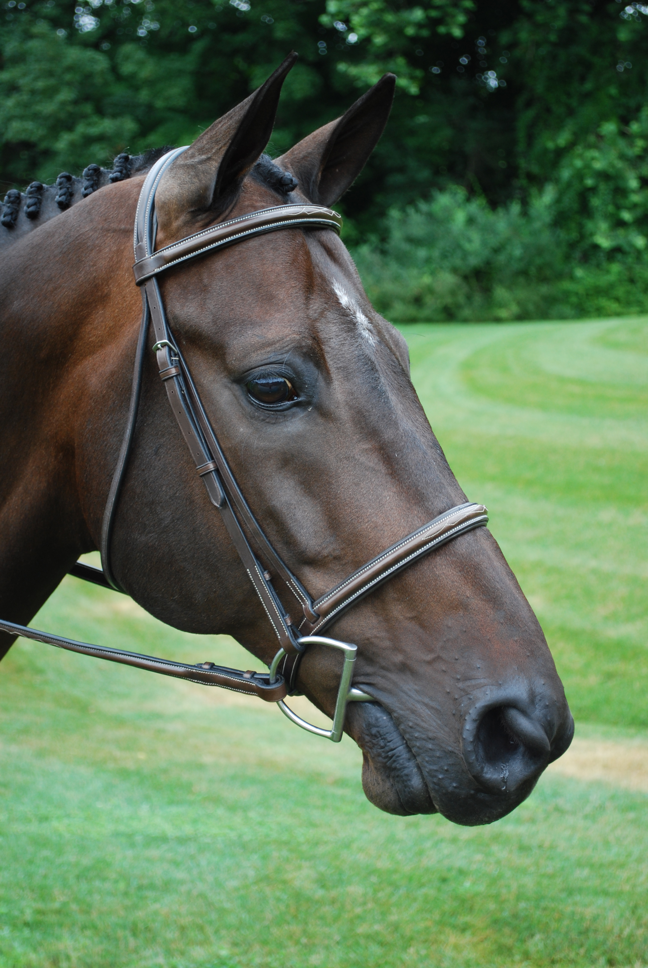HUNTER BRIDLES