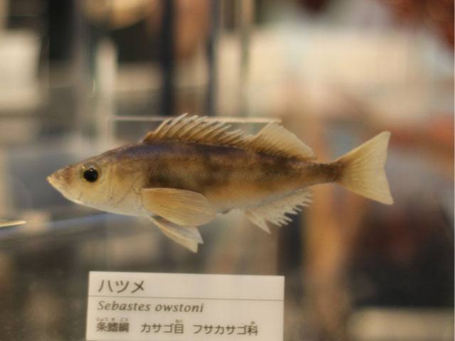 フサカサゴ科(Scorpaenidae)－ハツメ