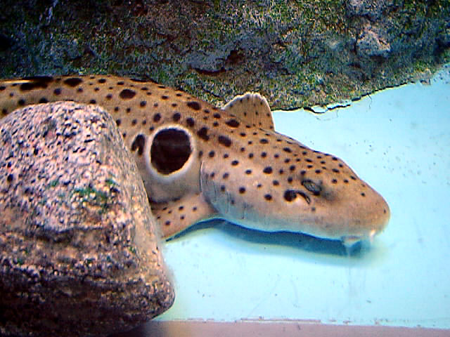Les Requins Identification Des Nageoires Guide Pr [PDF] kelliemay