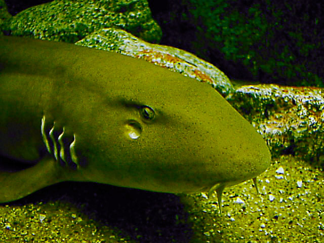 Les Requins Identification Des Nageoires Guide Pr [PDF] kelliemay