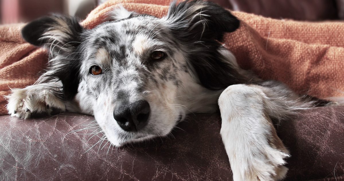 Knowing when to take your dog to an emergency vet Knose