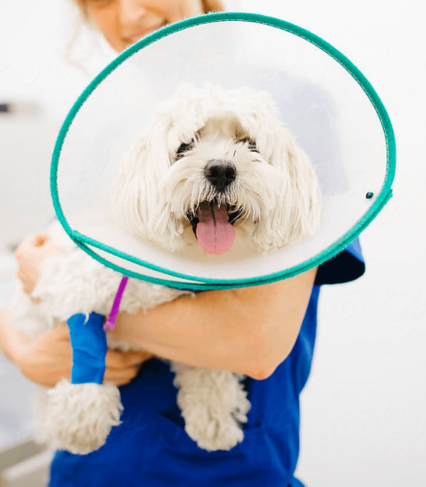 Vet Hotline 24h Australia Talk to a Vet Nurse Anytime Knose