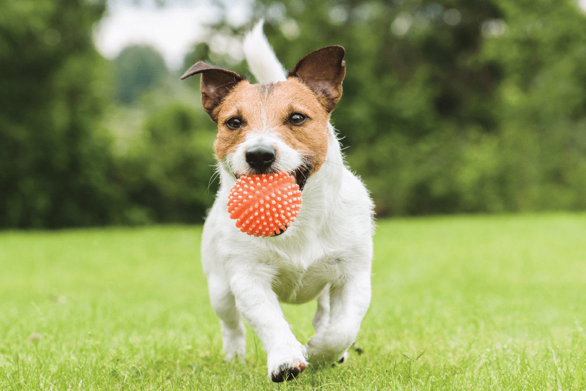 Knose Wins Mozo Pet Insurance Provider of the Year and More