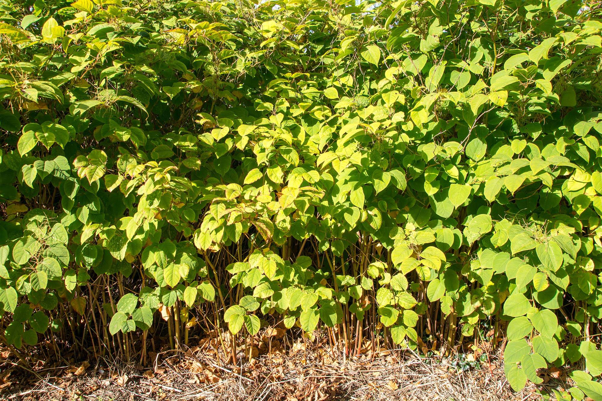 About Knotweed » Knotweed Help