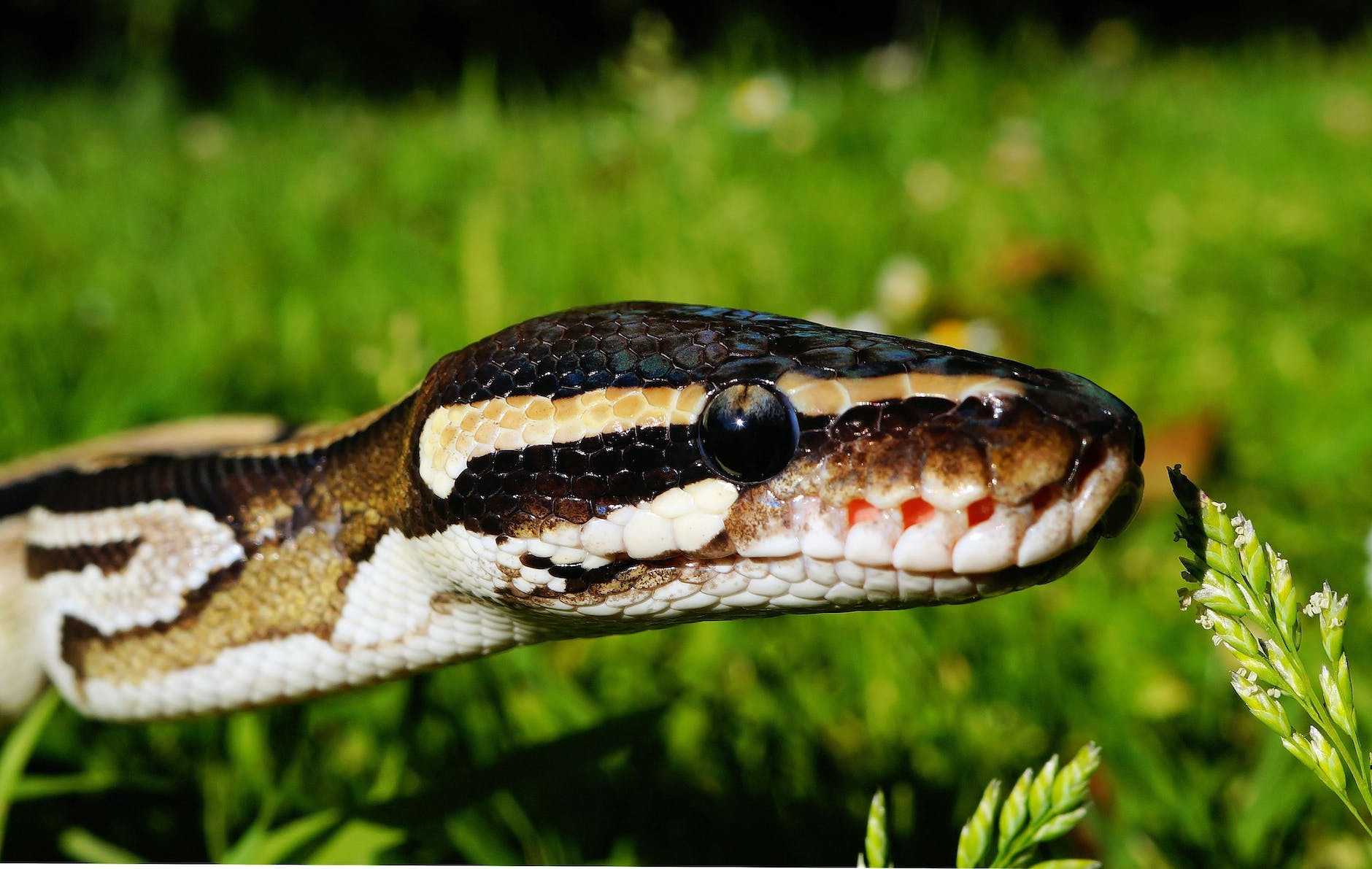 Are Ball Pythons Legal in Alberta? Know Alberta