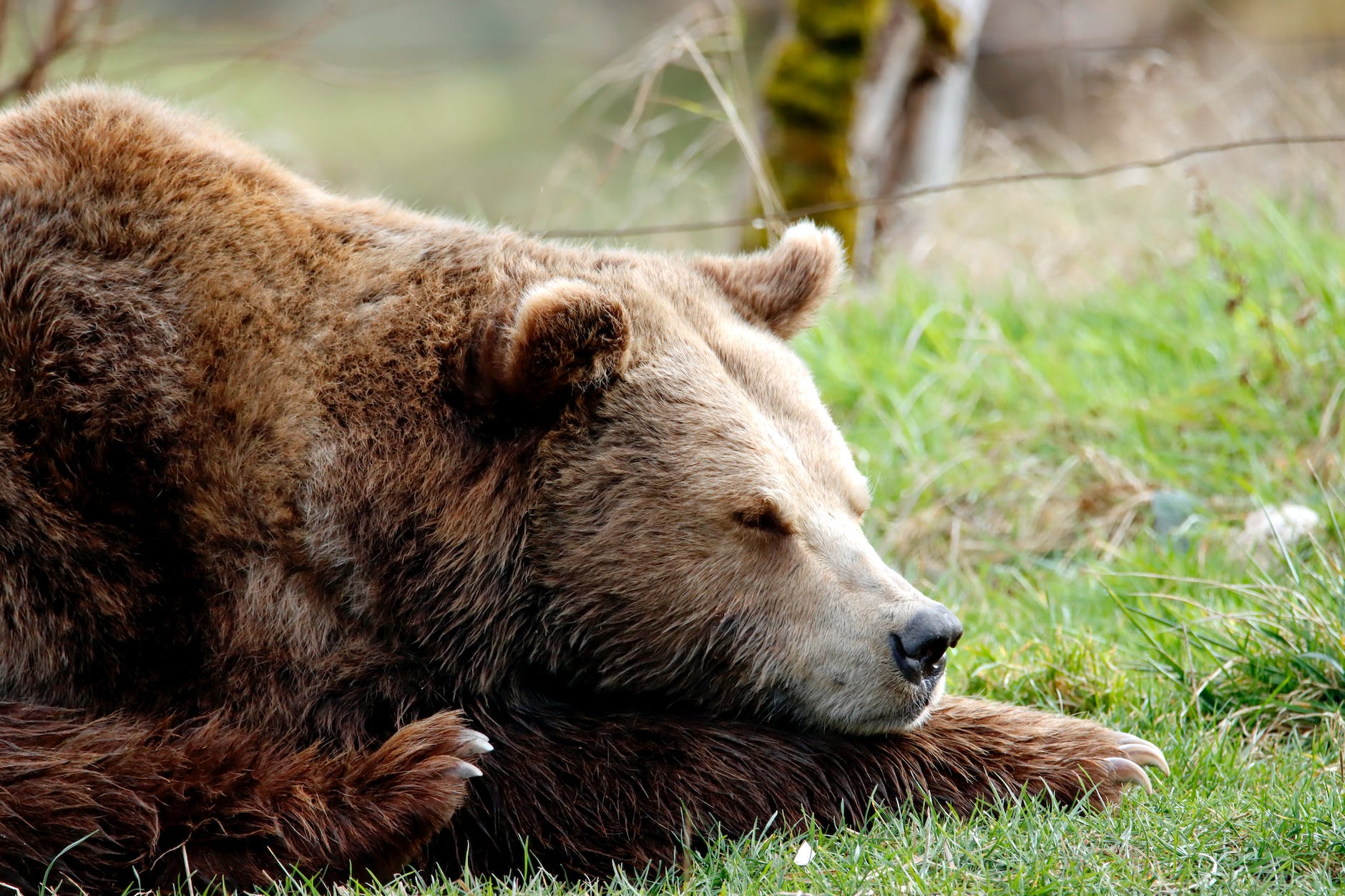 When do Bears Hibernate in Alberta? Know Alberta