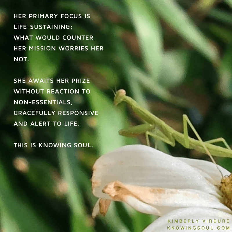 Praying Mantis Spirit Knowing Soul