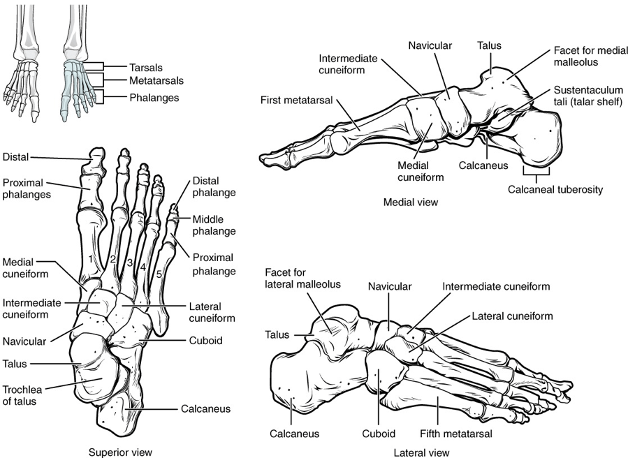 Tarsal Bones Knowlative