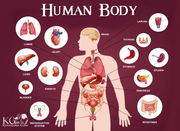 Human Body - Anatomy and Physiology of Human Body | Diagram of the