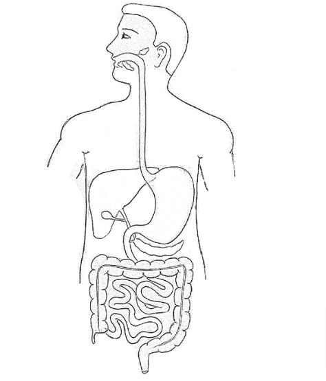 Diagram of Digestive System: Organs, Parts, Process and more