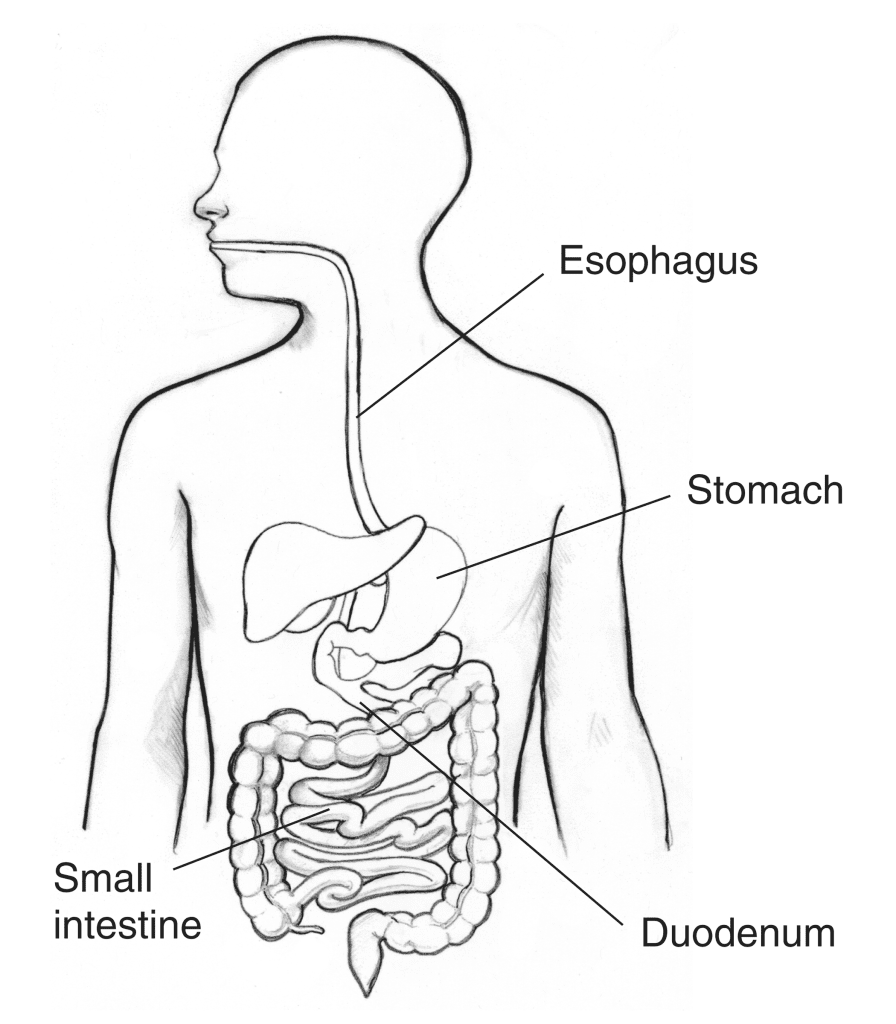 Diagram of Digestive System: Organs, Parts, Process and more