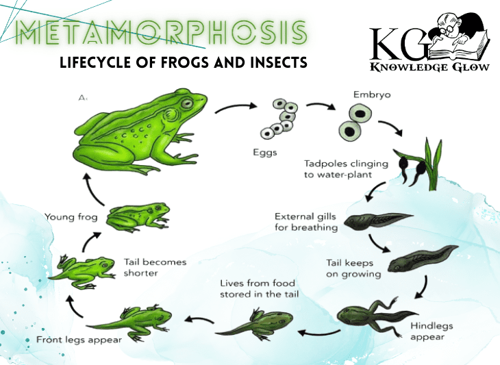 Metamorphism An Overview of Lifecycle of Frogs and Insects