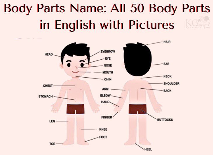 Body Parts Name All 50 Body Parts in English with Pictures