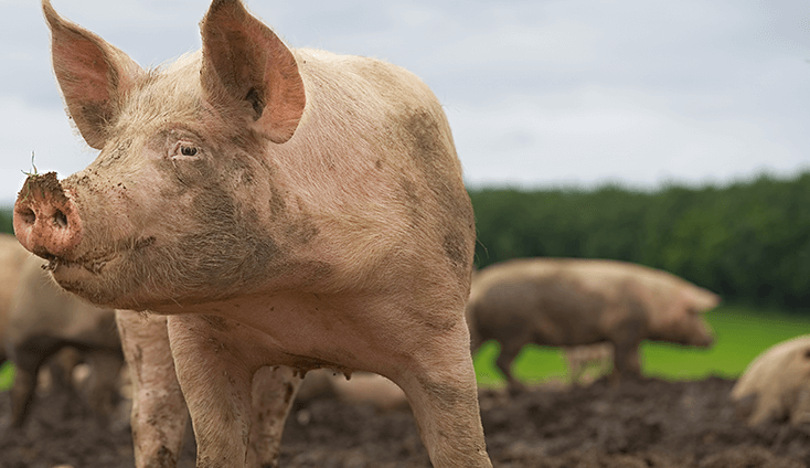 Pigs Alltech