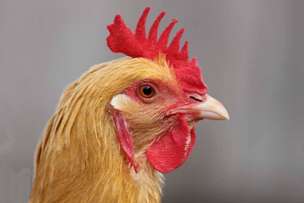Buff Orpington Chicken Breed Guide Know Your Chickens