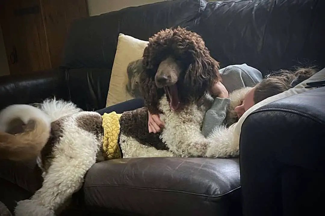 Are Toy Poodles Clingy