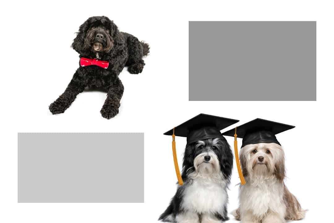 How Do Havanese Hunt