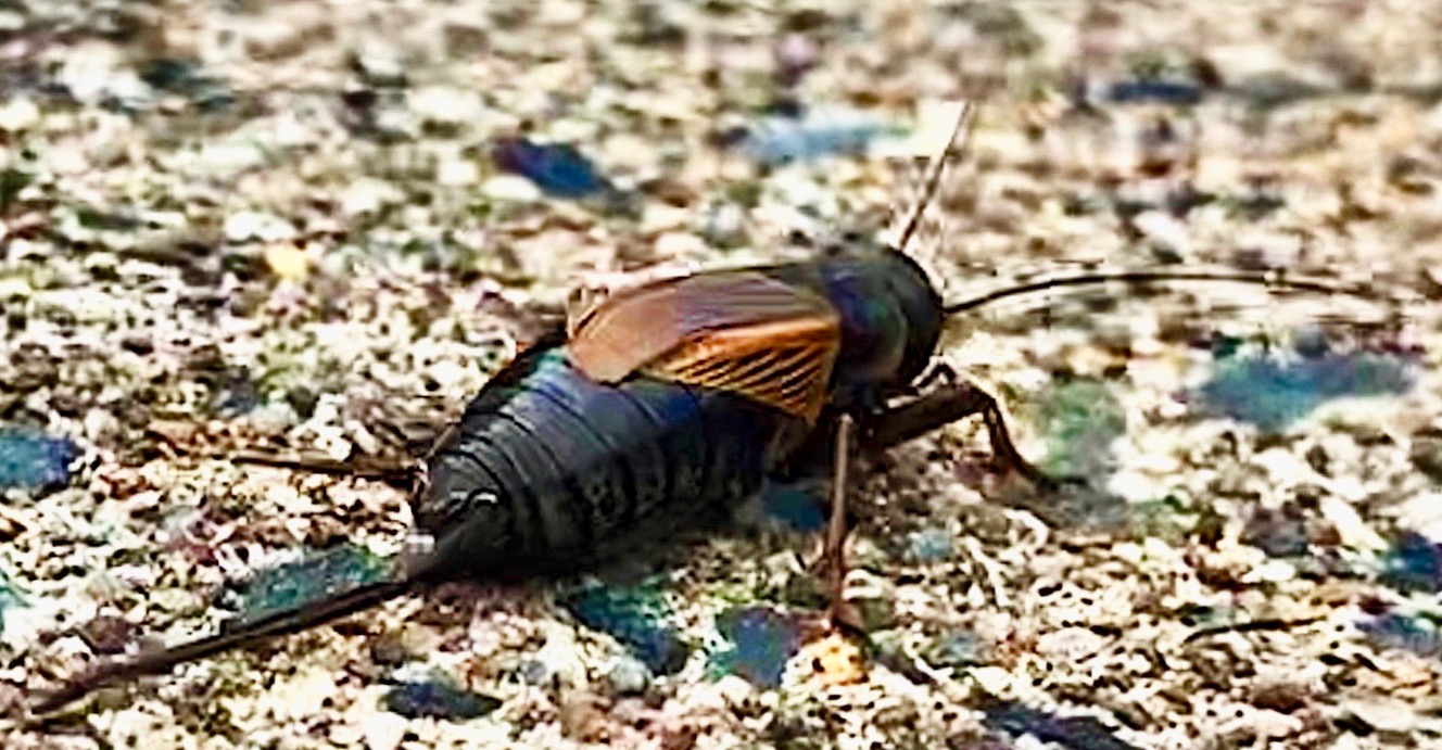 Insect Identification