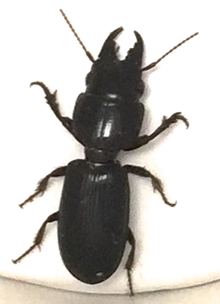 Carpet Beetles In Michigan Carpet Vidalondon