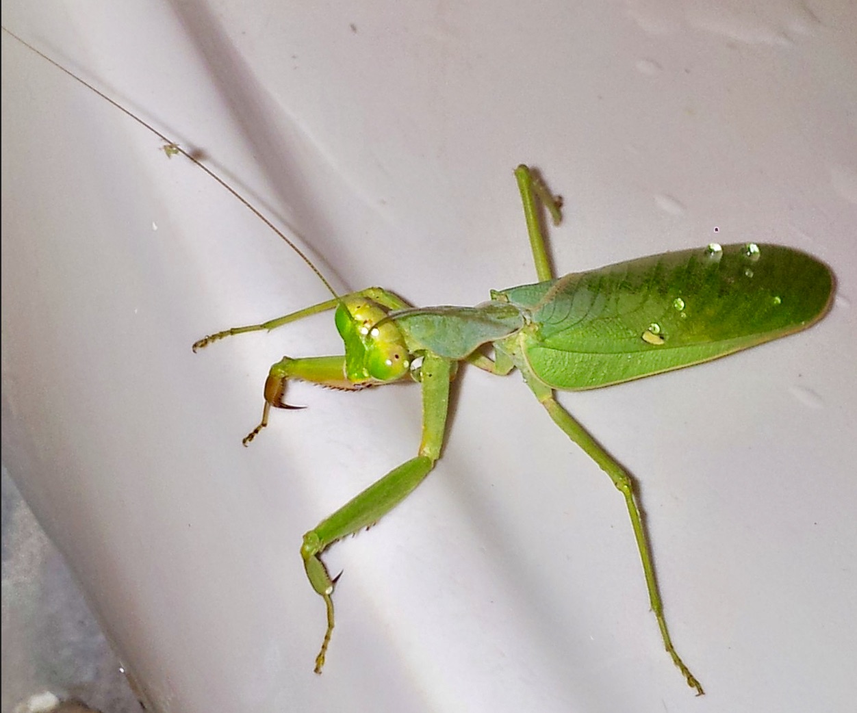 Insect Identification