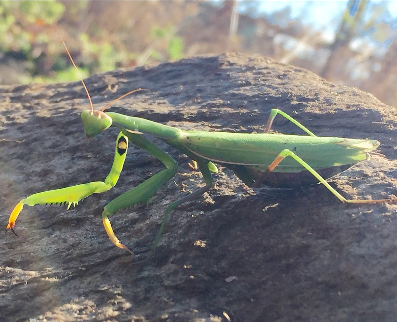 Insect Identification