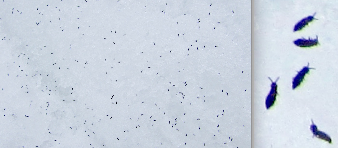 Insect Identification