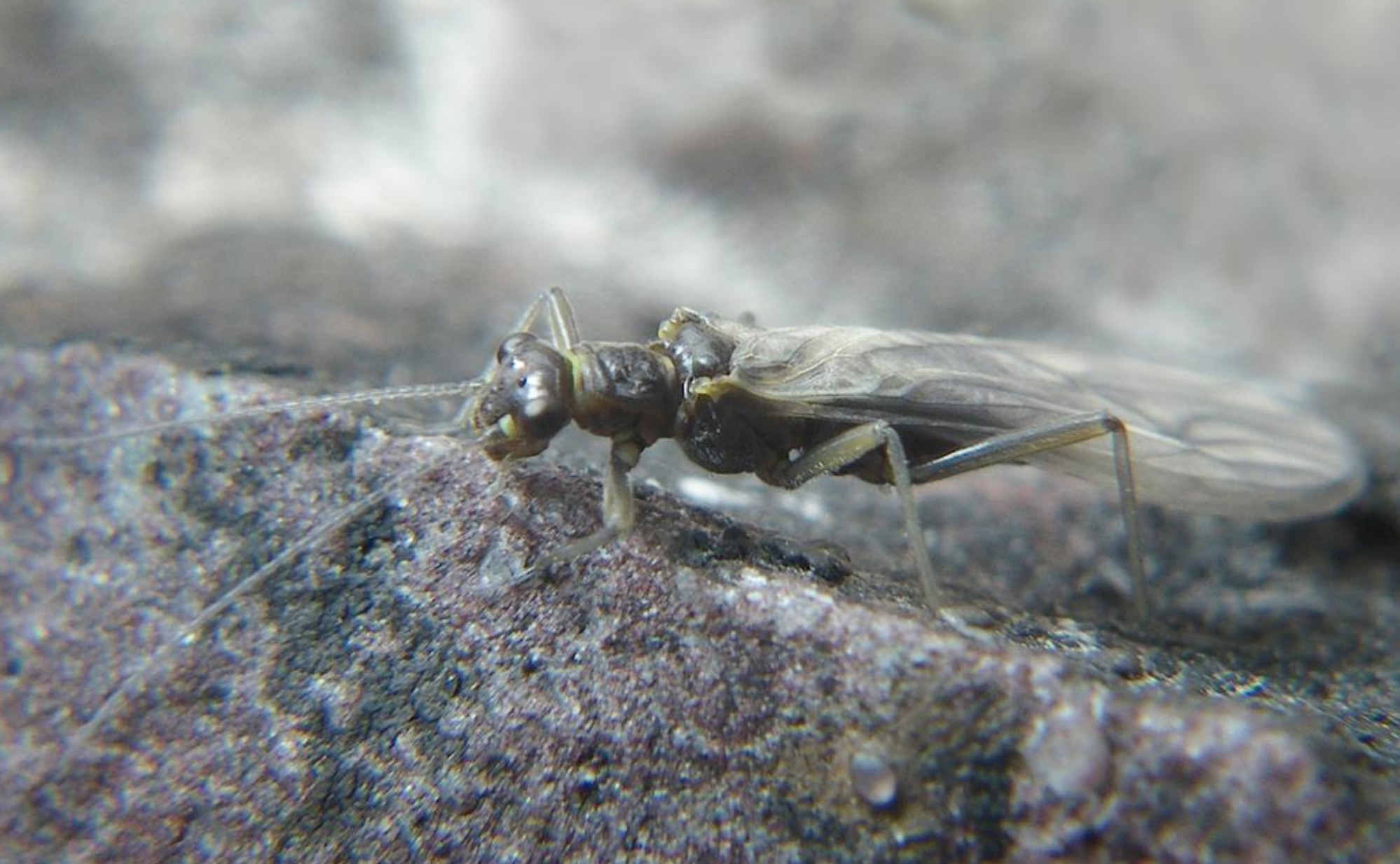 Insect Identification