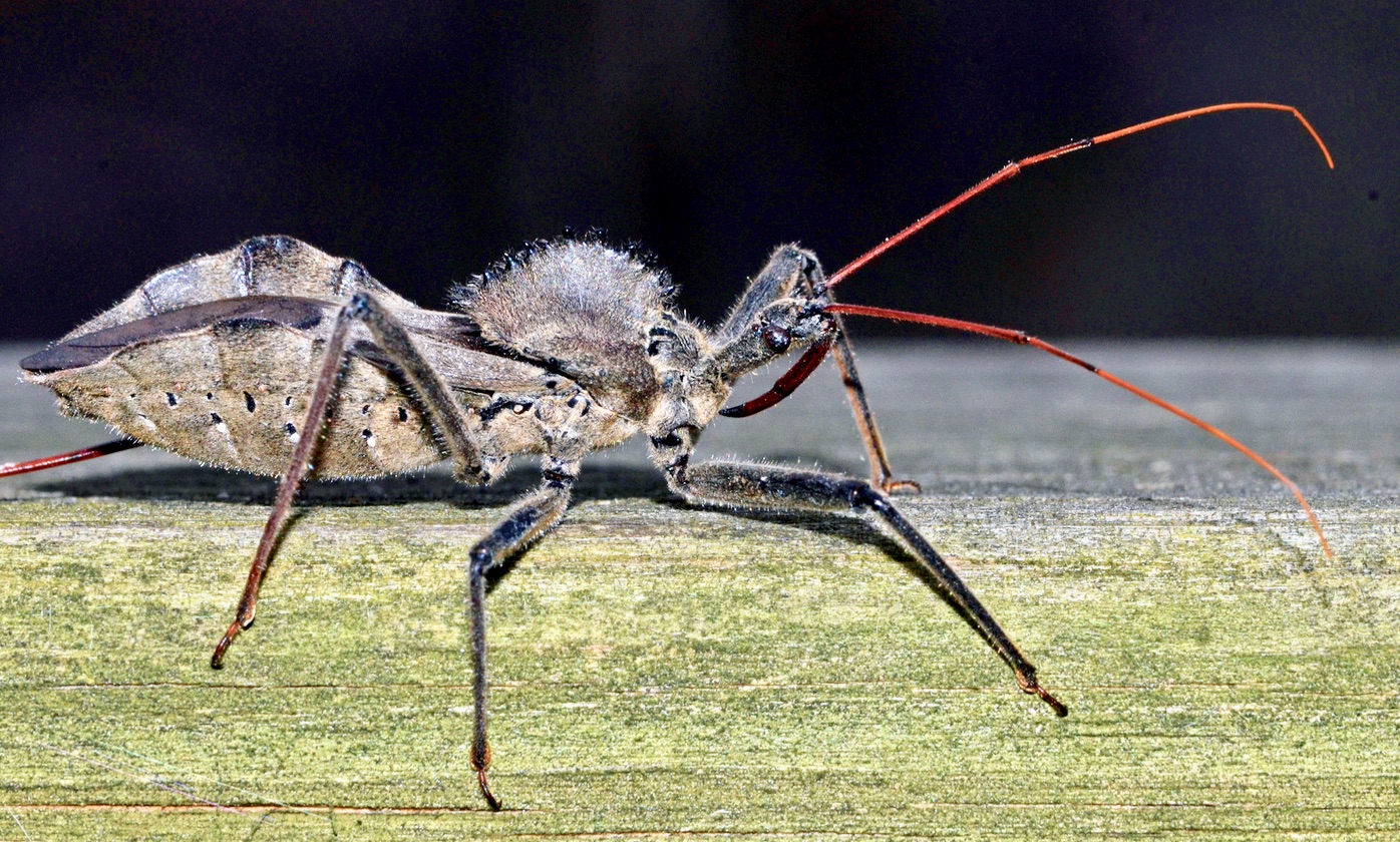 Insect Identification