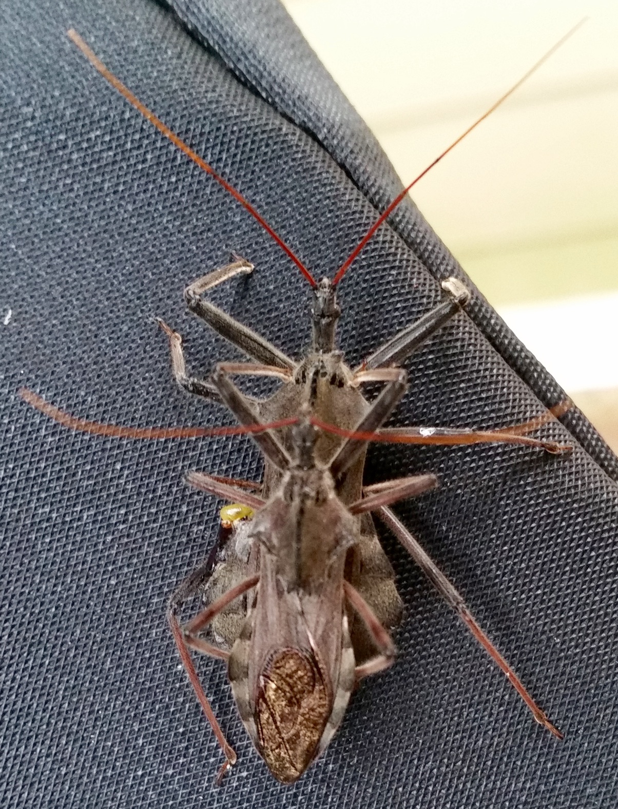 Insect Identification