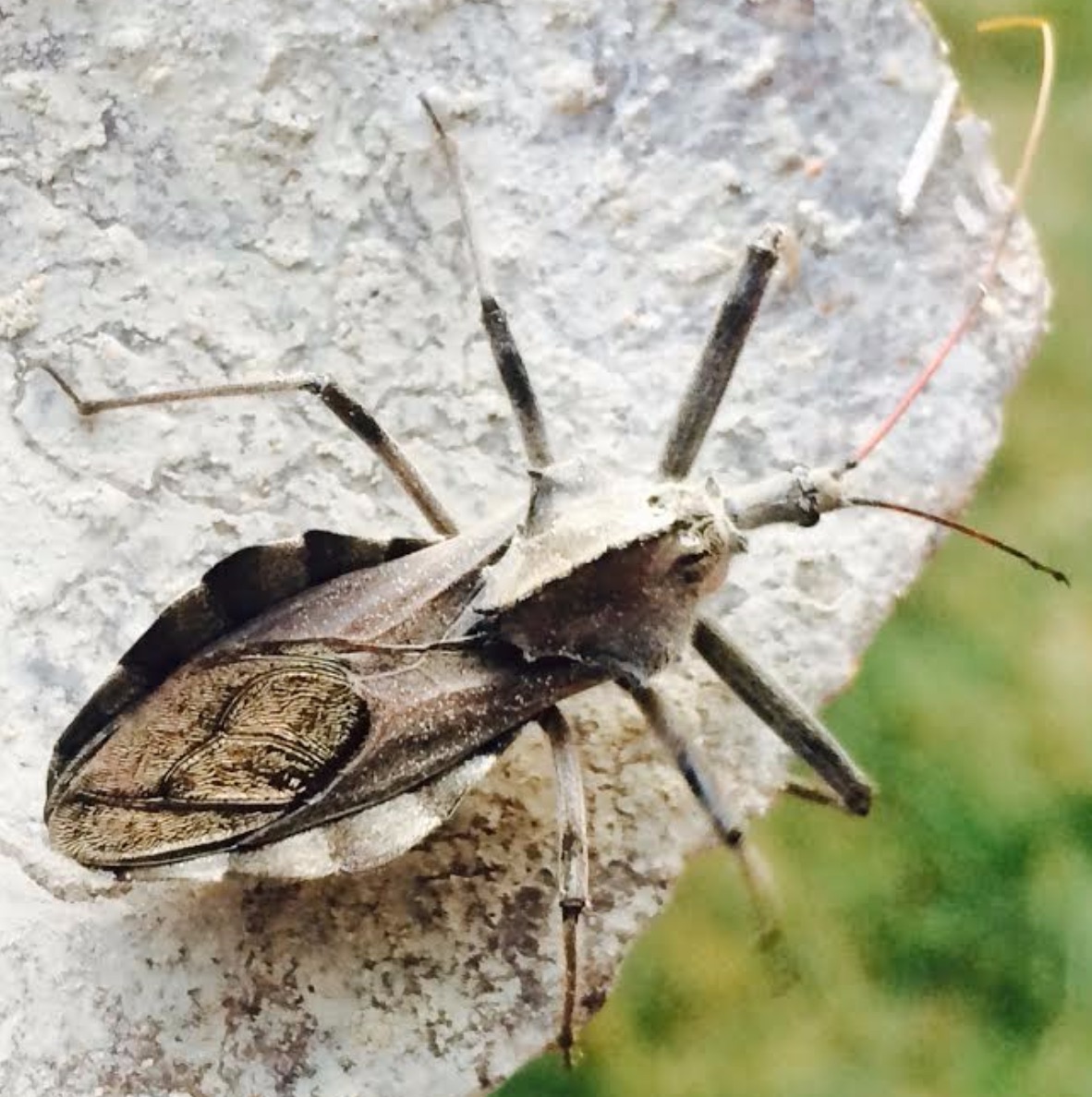 Insect Identification