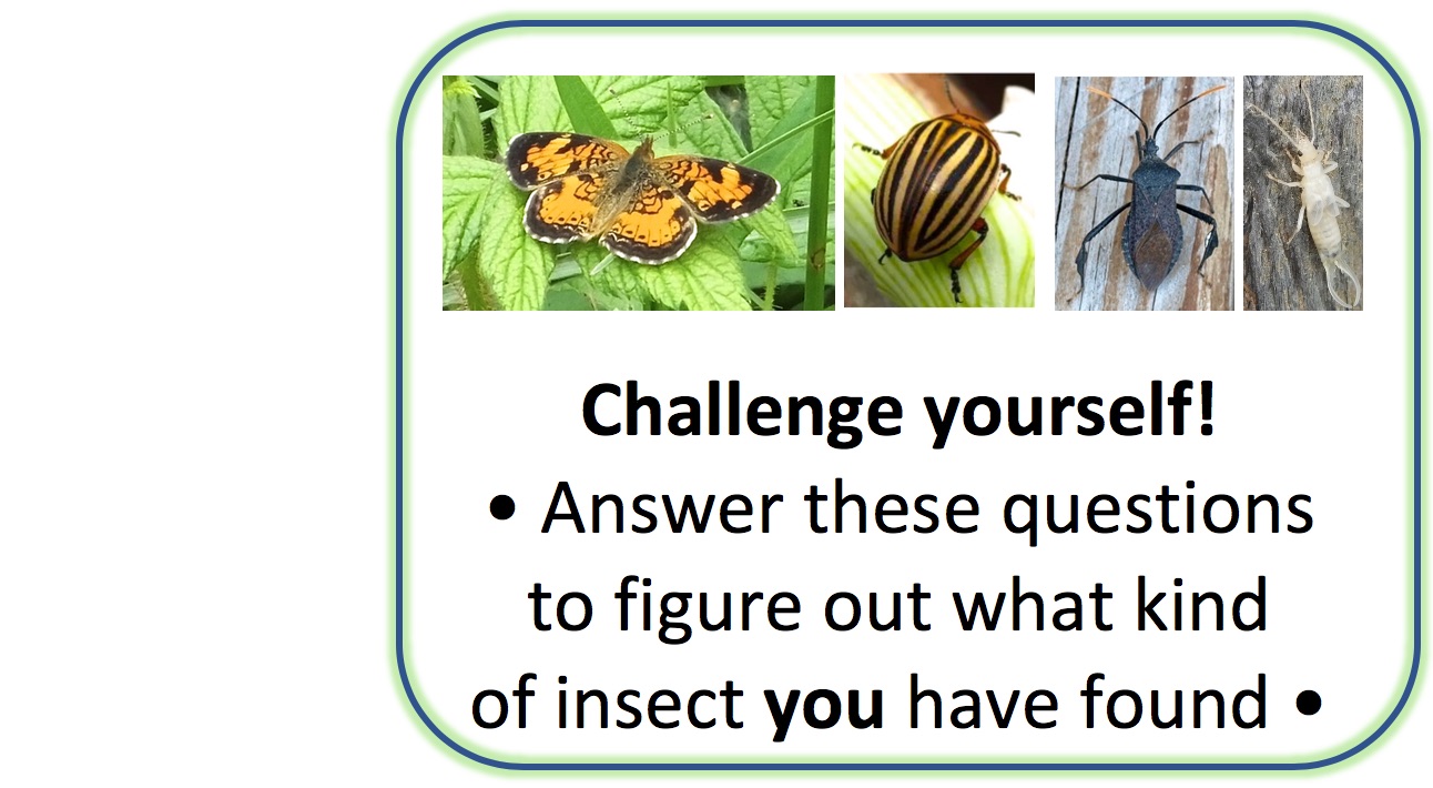 Insect Identification Key A Guide to the Insects