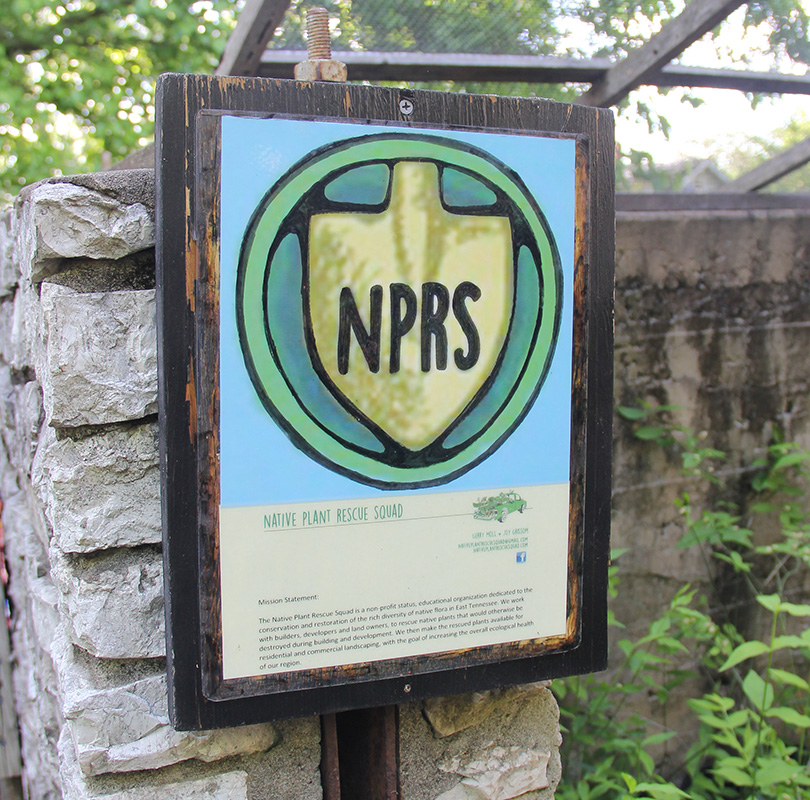 The Native Plant Rescue Squad saves endangered flora to preserve East