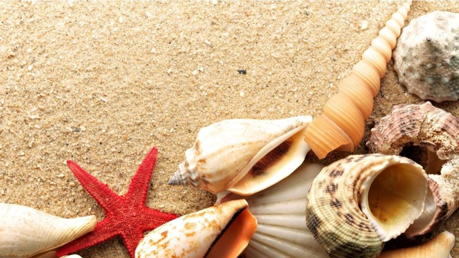 Collecting Seashells Trinity United Methodist Church