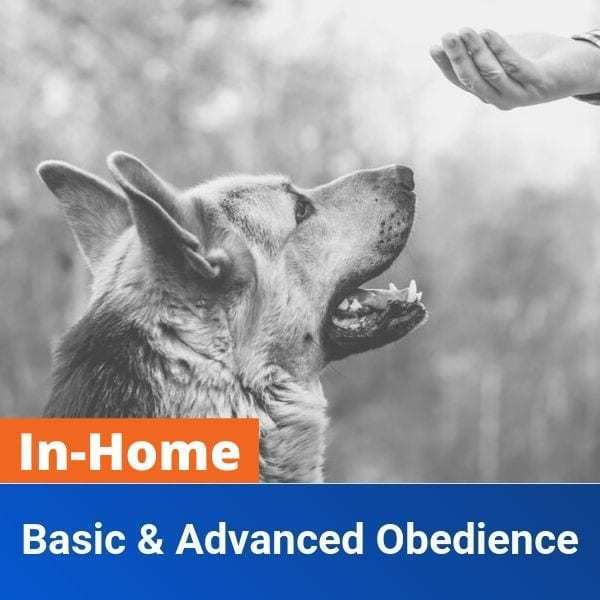 InHome Training (Basic & Advanced) Off Leash K9 Training Knoxville