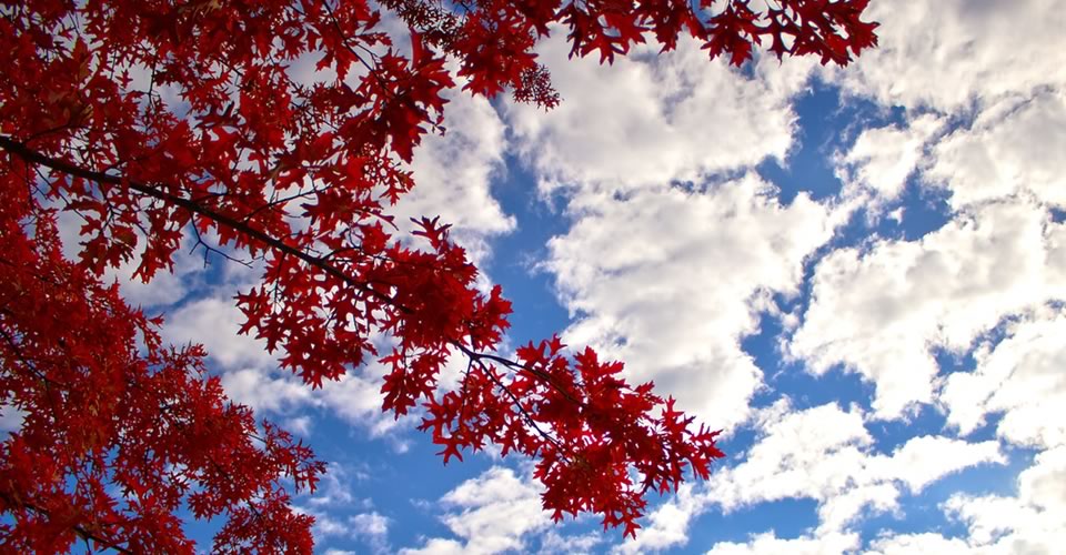 Knoxville Tree Doctor at Julia Underwood blog