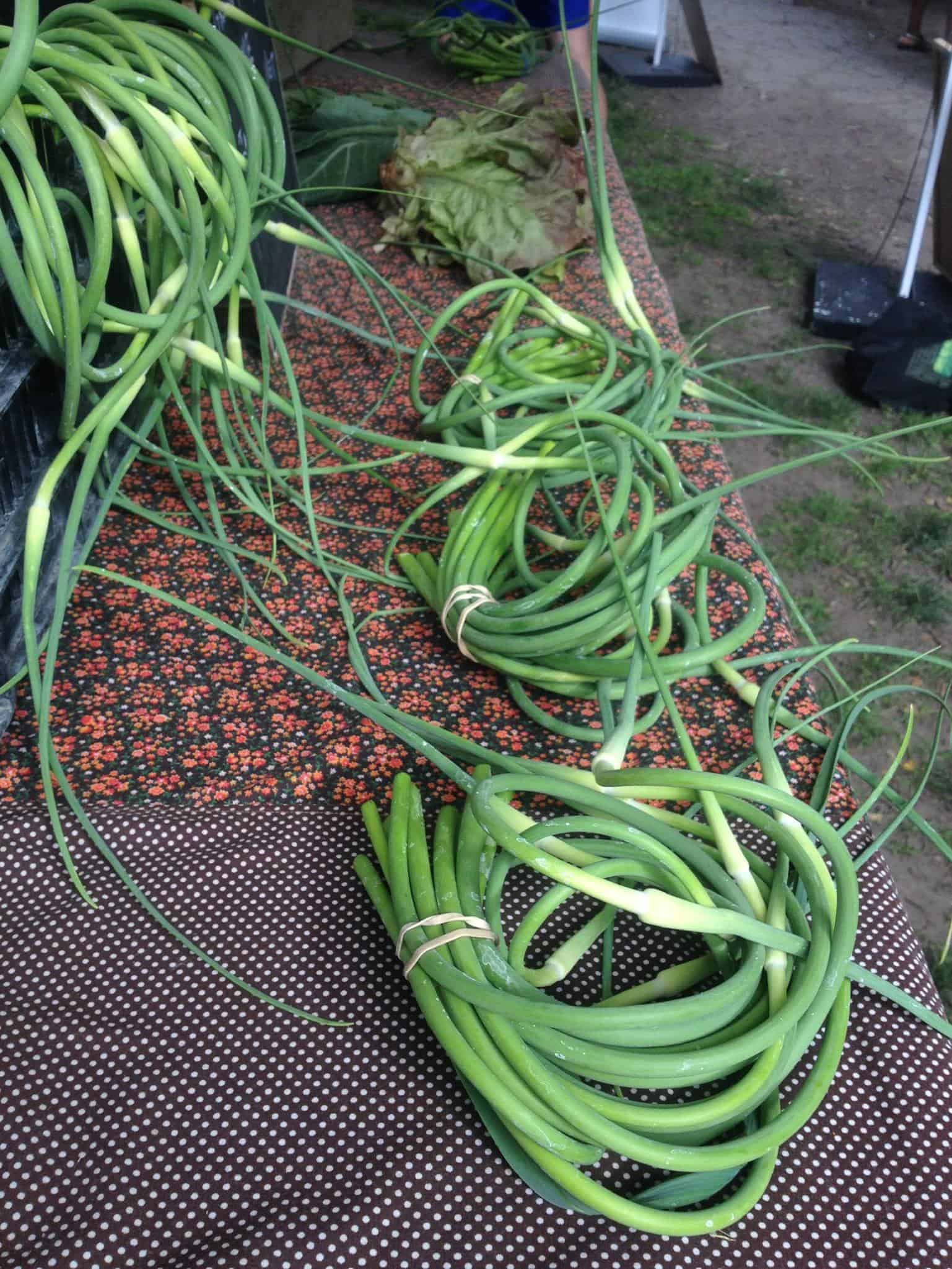 Garlic Scapes Knuckle Down Farm