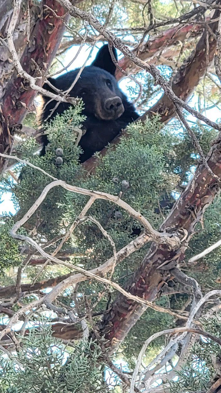 New Mexico Game and Fish issues warning about bears amid drought